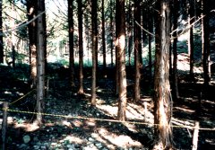 �Ԕ����`�撲��