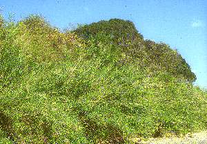 �_���`�N�Q��