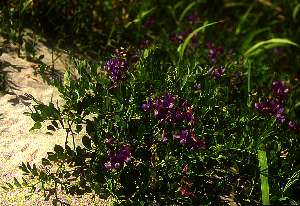 �n�}�G���h�E