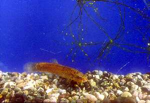 �z�g�P�h�W���E