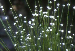 �V���^�}�z�V�N�T