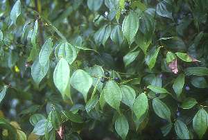 �e���_�C�E���N